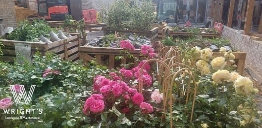 Soft landscaping to public open space on a new-build scheme