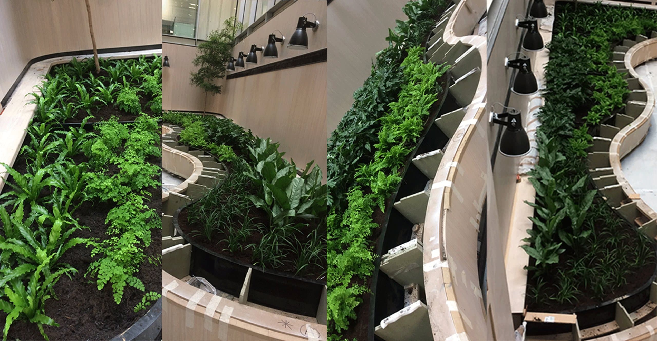 Structural planting installed by Wrights Landscapes
